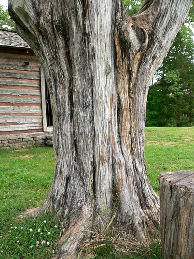 {Juniperus virginiana}
